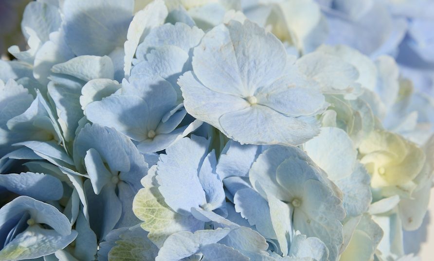 A close up of blue hydrangea petals