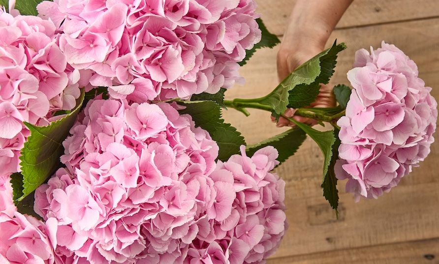 A hand plucks a pink hydrangea from a bouquet