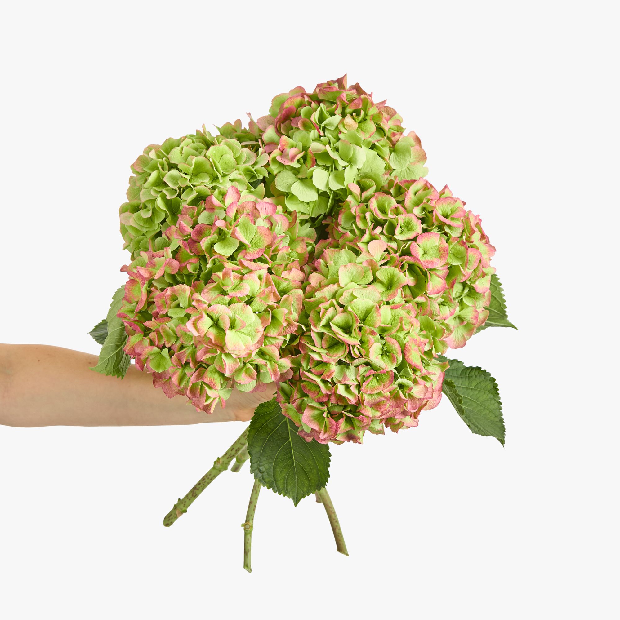 Green hydrangeas