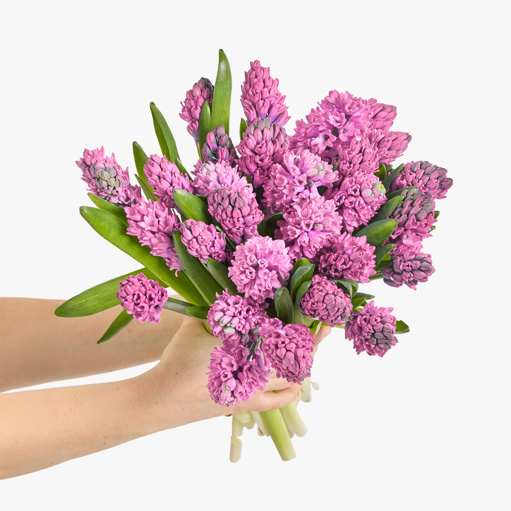 Pink hyacinths