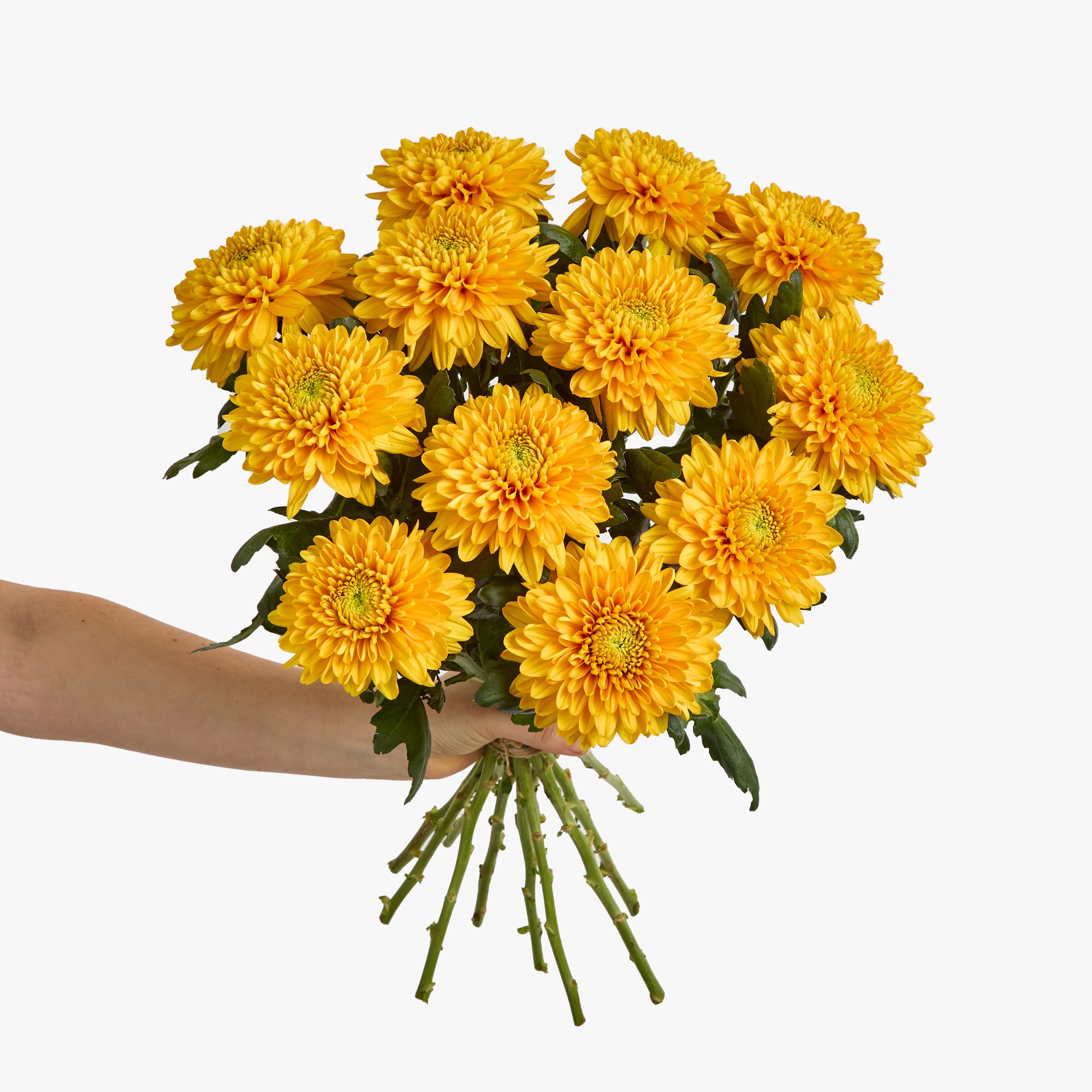 Chrysanthemum 'Williem van Orange'