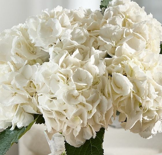 A bouquet of white hydrangeas in a glass vase