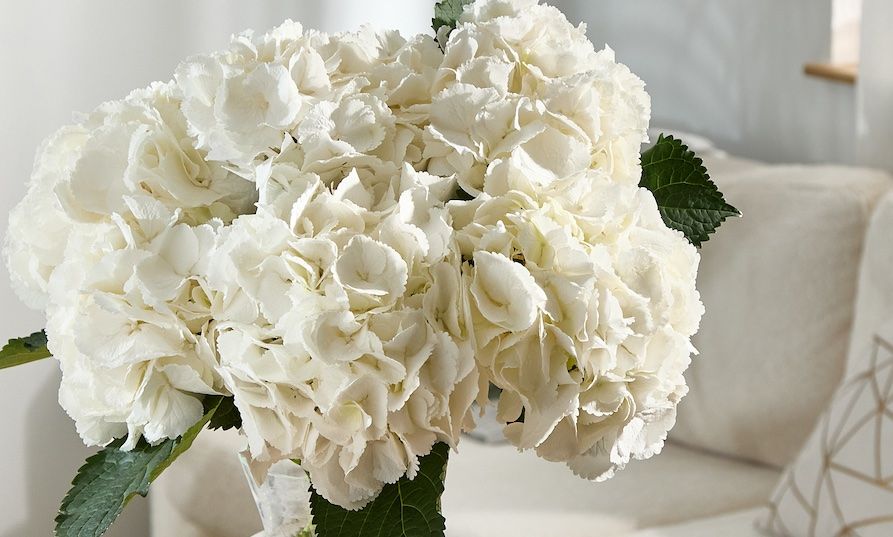 A bouquet of white hydrangeas in a glass vase