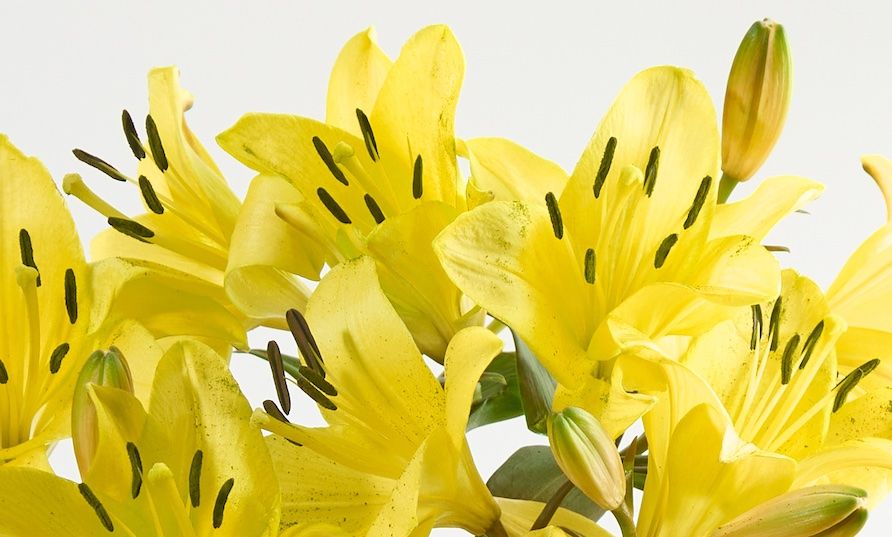 A bouquet of vibrant yellow 'LA' lilies.