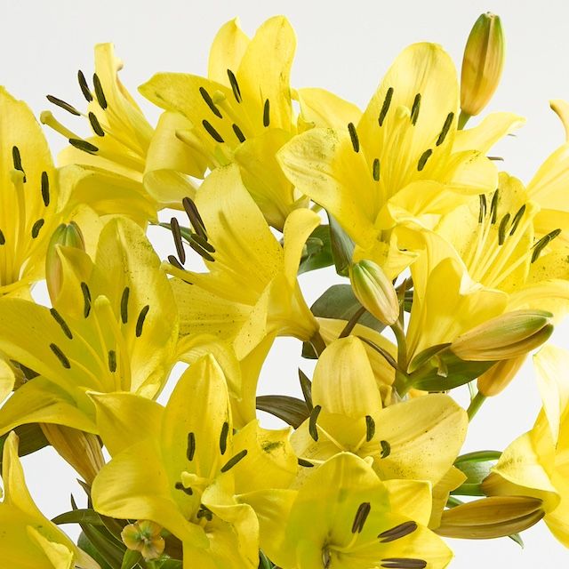 A bouquet of vibrant yellow 'LA' lilies