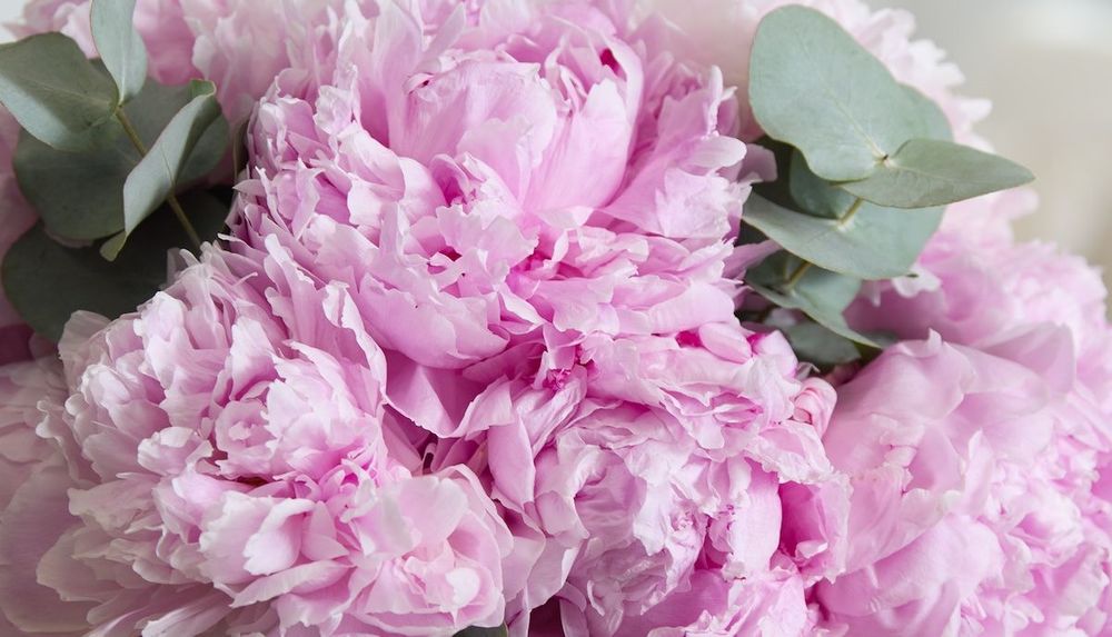 large_Pink-Peonies-Header.jpg