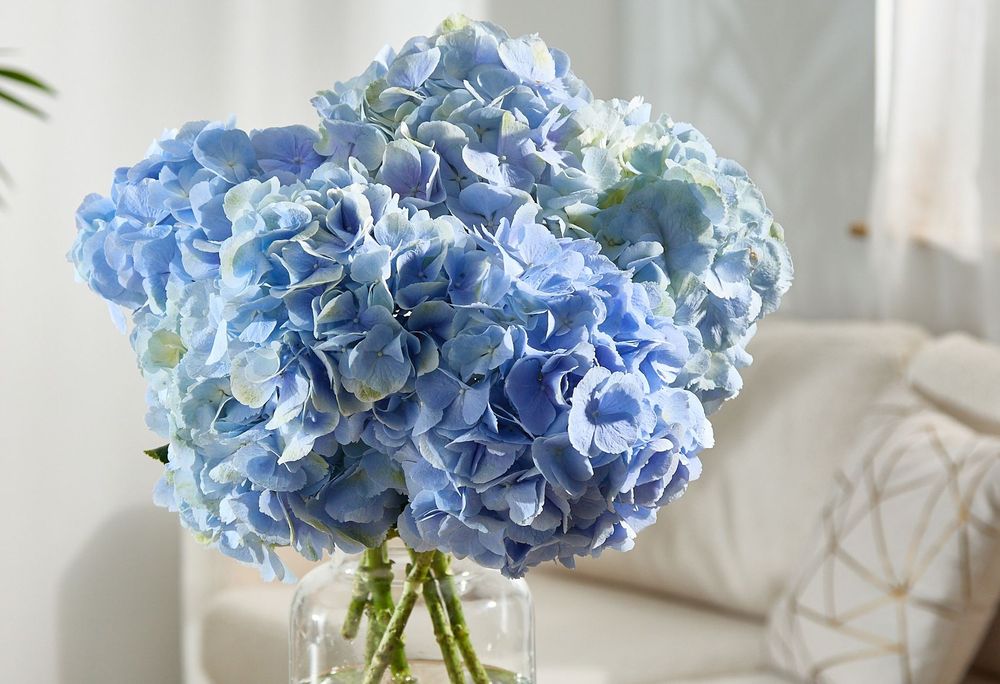 newest_Luxury Subscription-Hydrangea-5.jpg