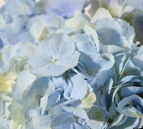 A close-up of blue hydrangea petals