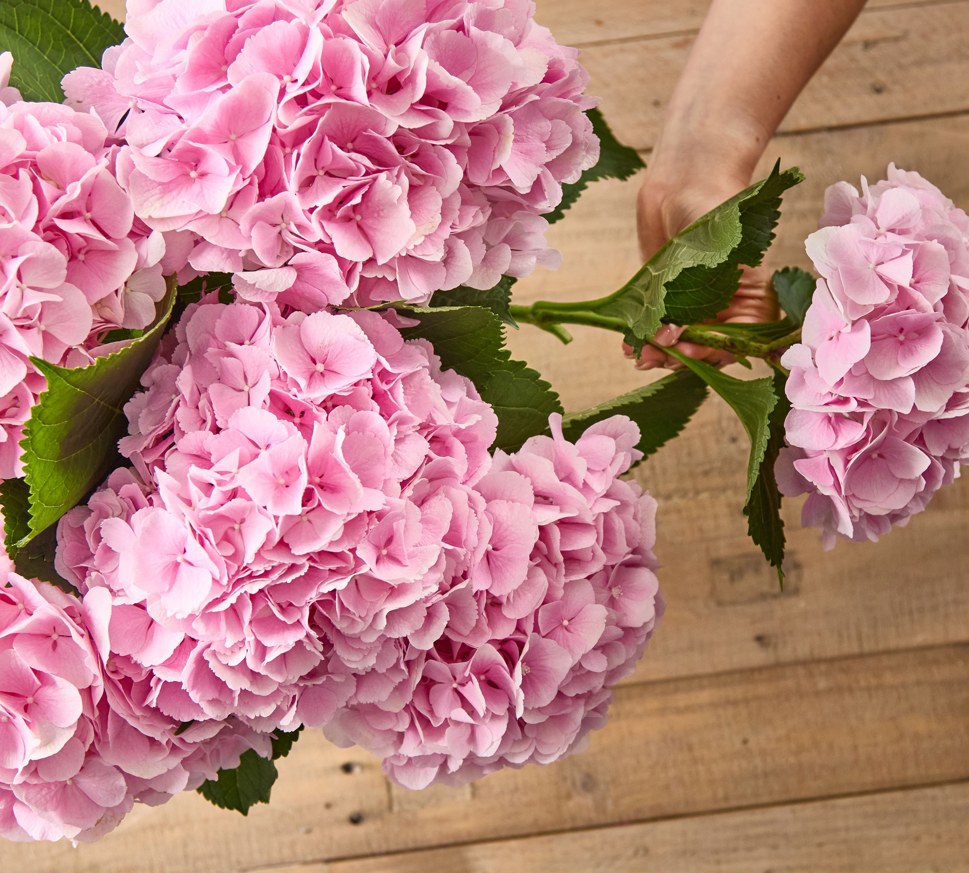 A hand plucks a pink hydrangea from a bouquet